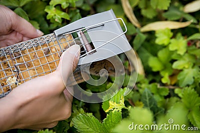 Woman discage a mouse in a live capture mousetrap to the garden Stock Photo