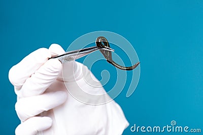 Woman doctor holds tweezers of medical leeches. Hirudotherapy, Hirudo medicinalis. Alternative medicine, bloodletting and Stock Photo
