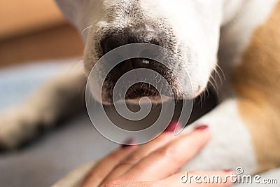 Woman and dog doing handshake Stock Photo
