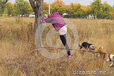 Woman doing stretching exercise near wild pear tree while walking outdoors with pair of dogs in autumnal park Stock Photo