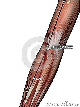 Drawing Acupuncture Point LU5 Chize, 3D Illustration, Muscular System, Woman Stock Photo