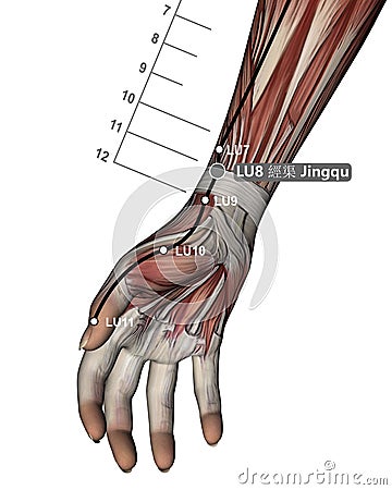 Drawing Acupuncture Point LU8 Jingqu, 3D Illustration, Muscular System, Woman Stock Photo