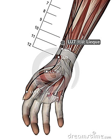 Drawing Acupuncture Point LU7 Lieque, 3D Illustration, Muscular System, Woman Stock Photo