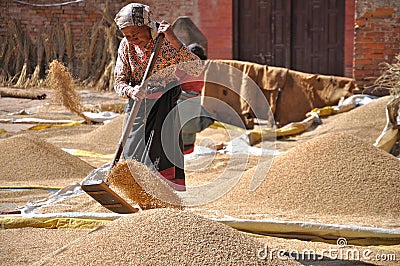 Woman drying rice Editorial Stock Photo