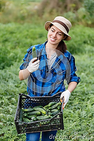 Woman farmer with box of harvested cucumbers Stock Photo
