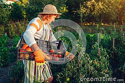 Woman farmer gathering red tomatoes on eco farm putting them in box. Autumn crop of vegetables. Gardening Stock Photo