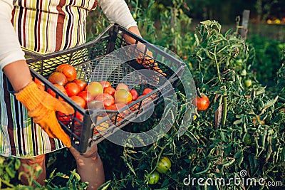 Woman farmer gathering red tomatoes on eco farm putting them in box. Autumn crop of vegetables. Gardening Stock Photo