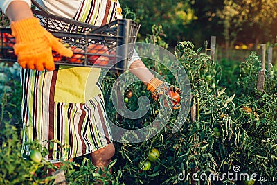 Woman farmer gathering red tomatoes on eco farm putting them in box. Autumn crop of vegetables. Gardening Stock Photo