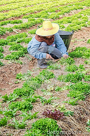 Woman farmer harvesting vegetables Editorial Stock Photo