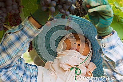 Woman farmer harvests grapes at the plantation in Nakhon Ratchasima, Thailand. Editorial Stock Photo