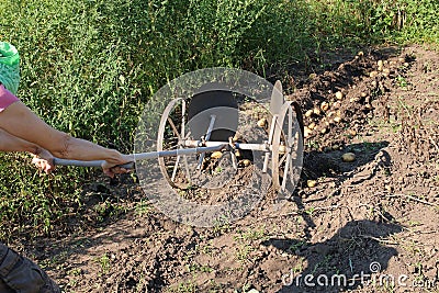 A woman farmer harvests potatoes using a hand plow. Stock Photo