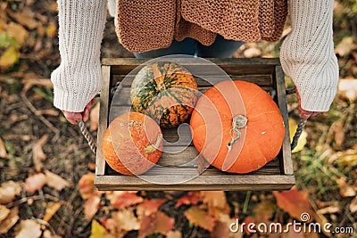 Woman farmer picking autumn crop of pumpkins on farm Stock Photo