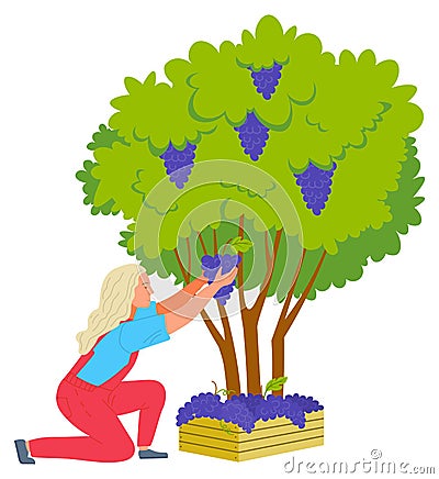 Harvest Grapes, Winemaker and Bush, Farm Vector Vector Illustration