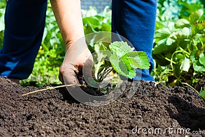 Woman farmer planting a young bush of strawberries Stock Photo