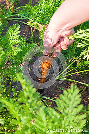 Woman farmer pulls orange ripe carrots out of the ground Stock Photo