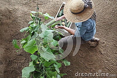 Woman farmer working in vegetable garden, collects a cucumber in Stock Photo