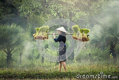 Woman Farmers grow rice in the rainy season. Stock Photo