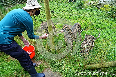 Woman feeding cheetahs at zoo Editorial Stock Photo