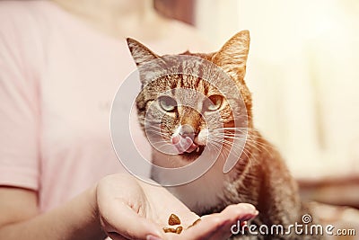 Cat eats from hands of girl Stock Photo