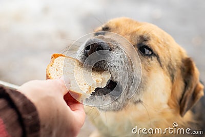 Woman feeding a dog bread, taking care of animals Stock Photo