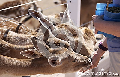 A Woman Feeds Fallow Deer Through a Fence Stock Photo