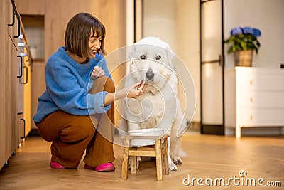 Woman feeds her huge white dog at home Stock Photo