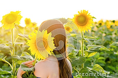 Woman in a field of sunflowers. Young woman stands with her back to the camera and hides behind a sunflower Stock Photo