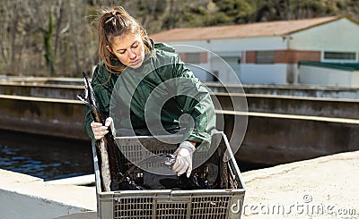 Woman fish farmer holding sturgeon Stock Photo