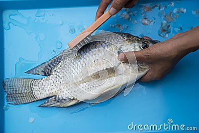 Woman Fish skin scraping of thailand Stock Photo