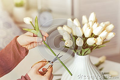 Woman florist cutting stem of tulips flowers with scissors and putting in vase on coffee table. Composing bouque. Stock Photo