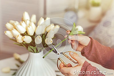 Woman florist cutting stem of tulips flowers with scissors and putting in vase on coffee table. Composing bouque. Stock Photo