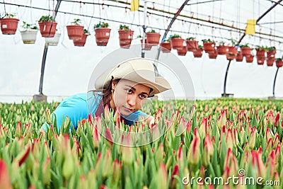 Woman florist in a greenhouse inspects growing tulips Stock Photo