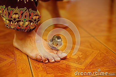 Woman foot and small bird in interier Stock Photo