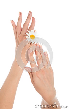 Woman french manicured hands daisy flower i Stock Photo