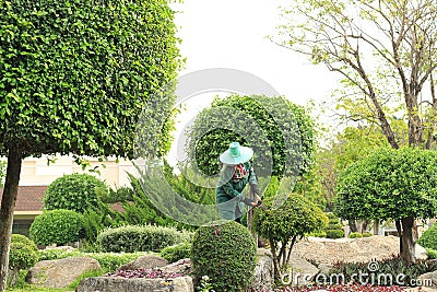 Woman gardener cutting leaves of tree Stock Photo