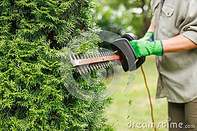 Woman gardener cutting thuja by electric hedge trimmer in garden Stock Photo