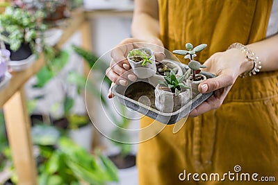 Woman gardener holding set of small ceramic pots for plant germination with sprouts haworthia, cactus, crassula, succulents Stock Photo