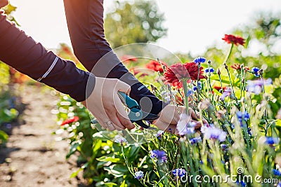 Woman gardener picks red zinnias and blue bachelor buttons in summer garden using pruner. Cut flowers harvest Stock Photo