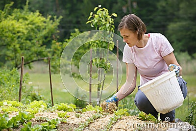 Woman gardener planting salad and mulching it Stock Photo