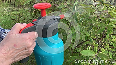 Woman gardener spraying fruit trees and bushes against plant diseases and pests using spray bottle withinsecticide solution in the Stock Photo