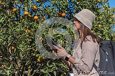 Woman gardener use modern technology in orange gardening business. New technology agriculture, environmen studying and researh Stock Photo