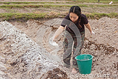 Woman gardeners put lime or calcium hydroxide into the soil to neutralize the acidity of the soil Stock Photo