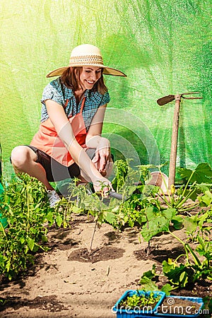 Woman with gardening tool working in greenhouse Stock Photo