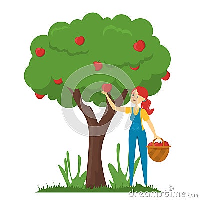 Woman gather apples from the apple tree vector isolated Stock Photo