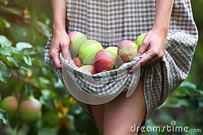 The woman gathered apples in hem of her dress.Lots of ripe apples. An unrecognizable person.Apple orchard. Autumn apple Stock Photo