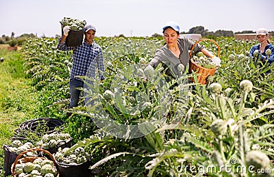 Woman gathering artichokes while working on plantation Stock Photo