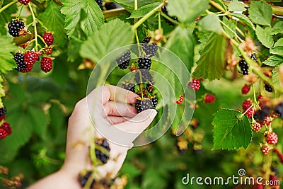 Woman gathering fresh blackberries ripen on farm Stock Photo