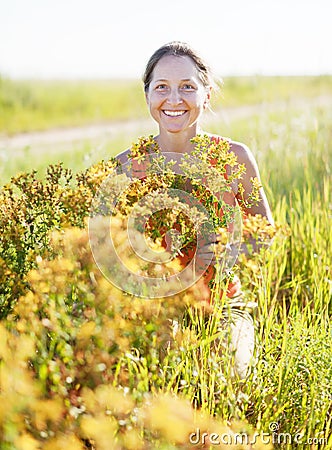 Woman gathers Hypericum Stock Photo