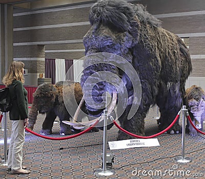 A Woman Gazes at a Woolly Mammoth Family Editorial Stock Photo