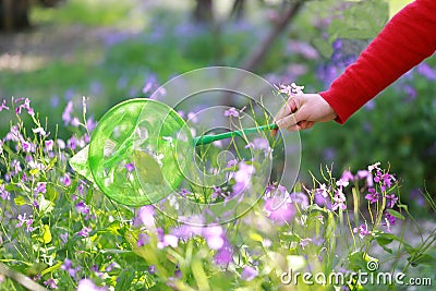 A woman girl hold green net pocket to catch insects purple flower in summer spring park outdoor at a sunny day capture Butterfly Stock Photo